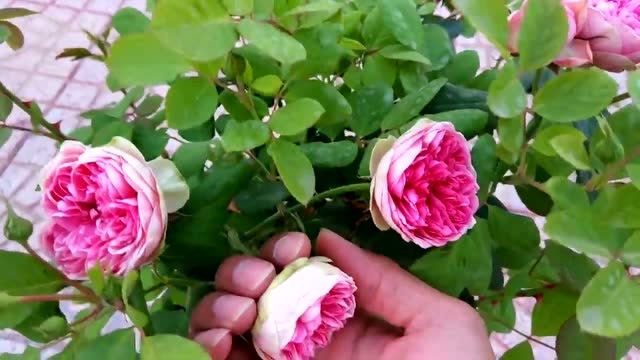 枫叶玫瑰月季又叫莲花宝石月季,这花超级小,咪咪小