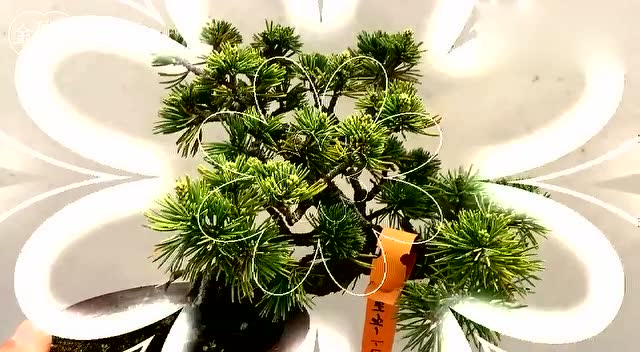 假日之后,盆景那须娘