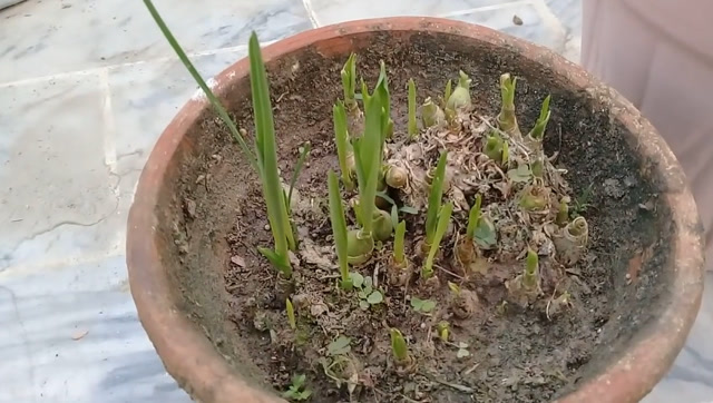 夜来香幼苗分盆培育,在盆底加点这些东西,肥水不外流