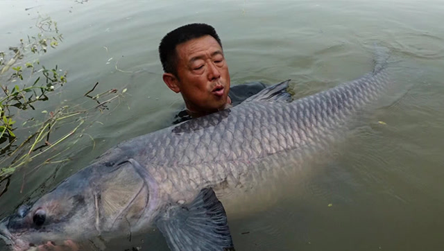 李大毛钓这条150斤大青创下的纪录,再过50年也难被超越