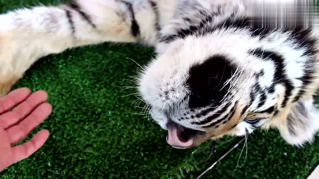 老虎手掌的大肉球 ,手感好好 ,它也很听话呢
