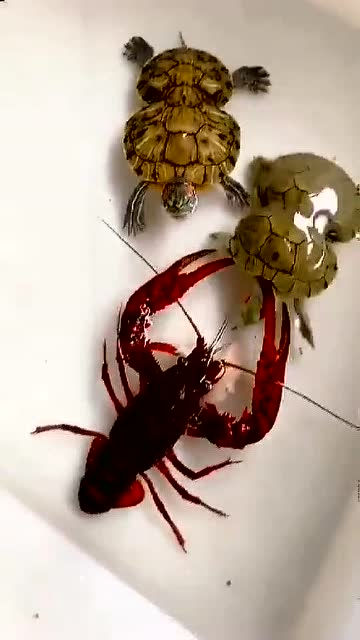 乌龟夫妇大战小龙虾,猜猜谁能赢?