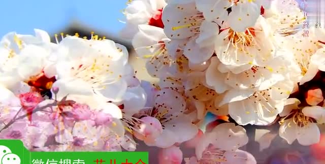 尕马令 索南孙斌青海花儿