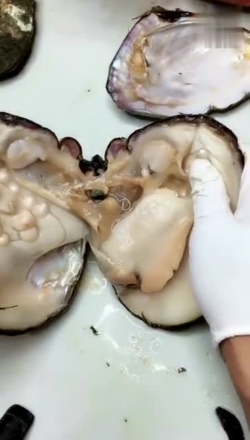 老蚌产珍珠,这一窝就生了30多个,安产的蚌妈妈实在太牛了!啊