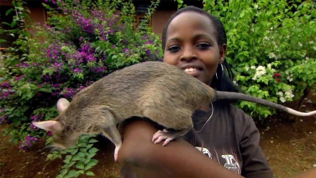 非洲最聪明的巨型老鼠,身价几万块,会看病,会扫雷!