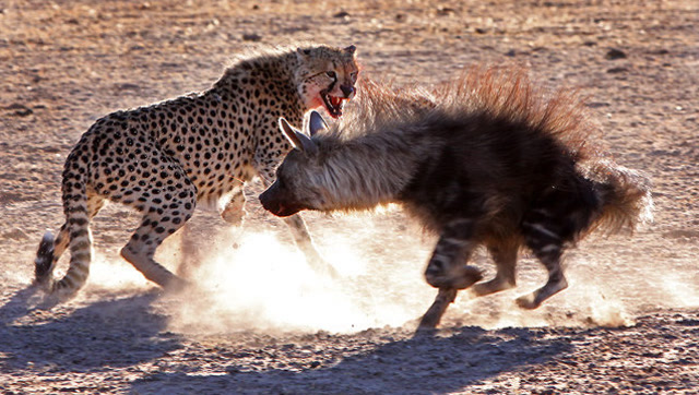 实拍猎豹和鬣狗罕见大战,必有一死?镜头拍下二者激烈厮杀全过程!
