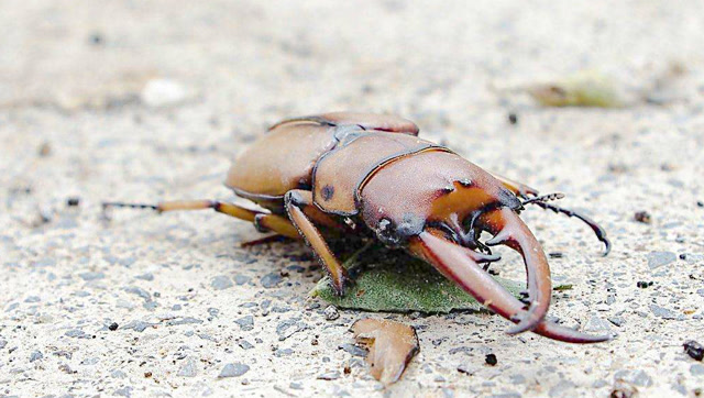 大力甲虫,世界最强壮的可变色生物,轻易抬起850倍于其体重的物体