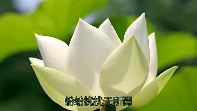 雲菲菲一曲《今世有緣》,唱的不是一般的好聽,超讚