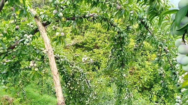 7.2密密麻麻的龙滩珍珠李压湾树枝