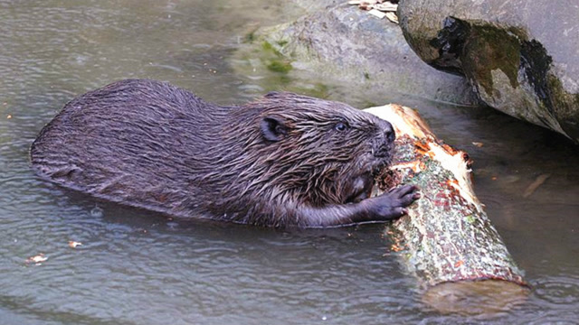 河狸伐木筑坝 动物界最出色的"土木工程师"