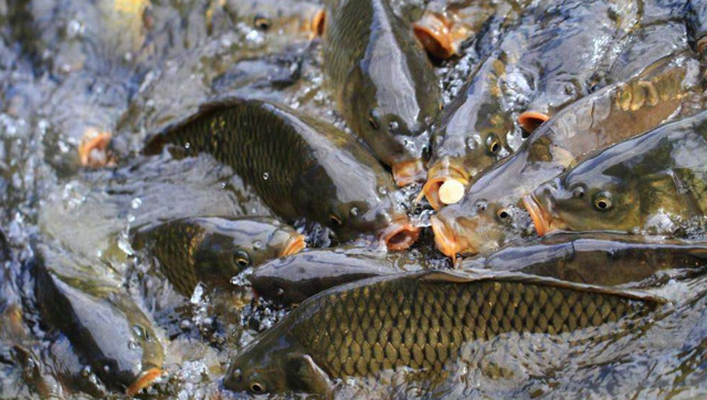 中国随处可见的鱼,此国却愿花500万买一条,这是为何?