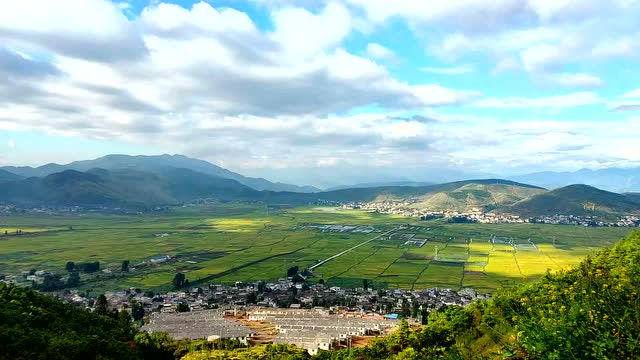 金色的娜姑坝子