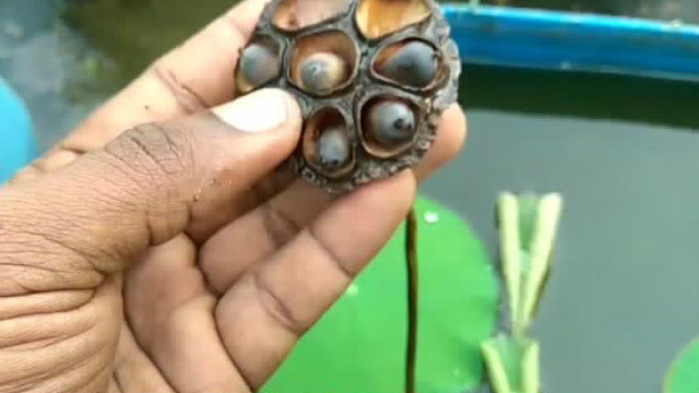 埋藏上千年古莲子,种在地上还能开花?原来都归功于它!