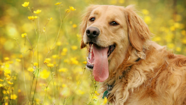 狗狗竟然张嘴喊妈,太魔性的叫声了!可爱!