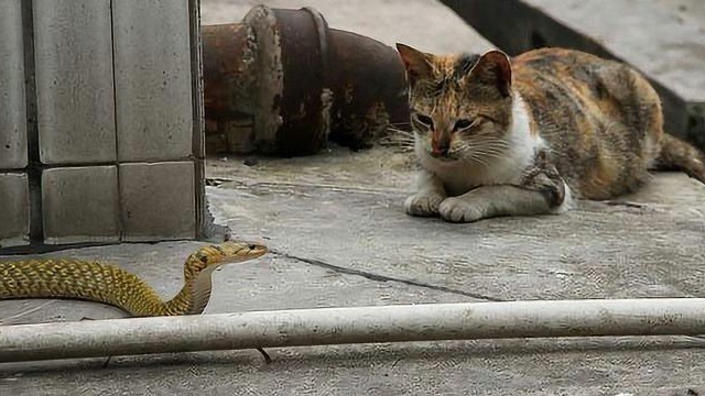 为什么猫和蛇打架,最后输的总是蛇?看完真是涨知识了!