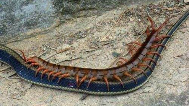 实拍蜈蚣大战蛇!猜到谁输谁赢吗?