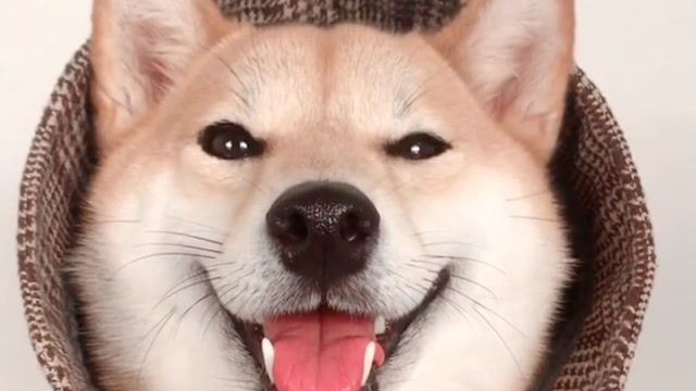 柴犬的歪头杀,可不可爱