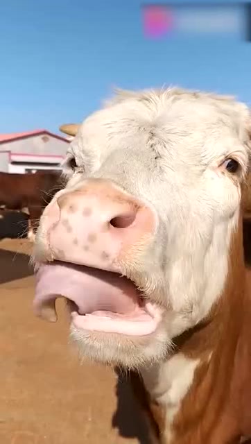 我家牛这是咋了舌头舔起来没完!