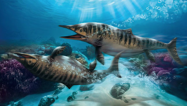 《自然传奇》海纳螈的进化一步步形成陆地动物