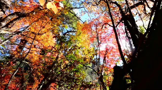 维西叶枝镇风光