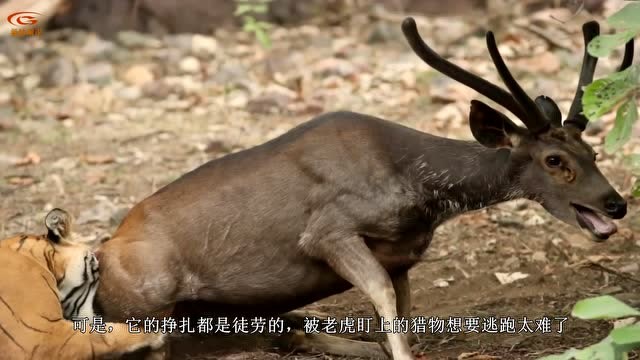 近距离实拍老虎捕食羚羊,老虎使出掏肛绝技,怎么比鬣狗还要凶残