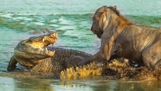 狮子和鳄鱼狭路相逢,究竟谁更略胜一筹?一分钟见分晓