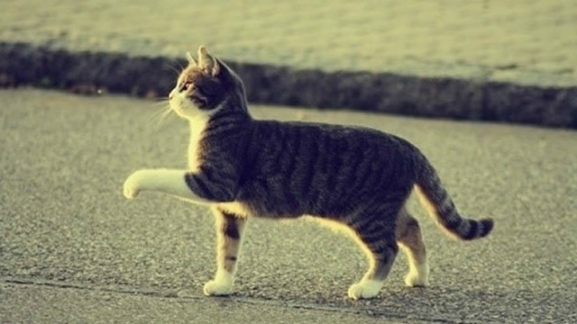 一只在散步的狸花猫,看到它走路的姿势后,憋不住要笑了!