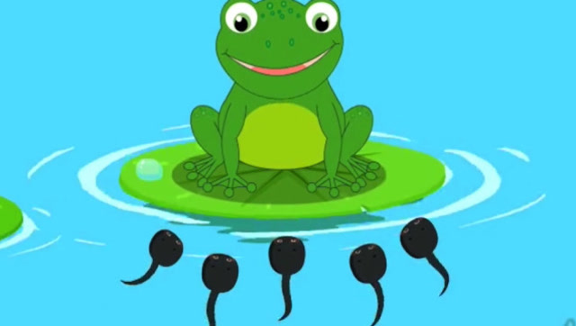 儿童故事:《小蝌蚪找妈妈》锻炼幼儿益智能力,认识动物!