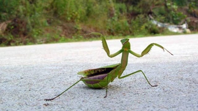 中华大刀螳大战日本大黄蜂,个头大但却不占便宜,网友:失望