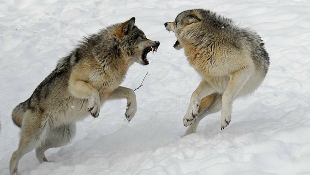 孤狼大战头狼,场面罕见,狼群之间的王者之战