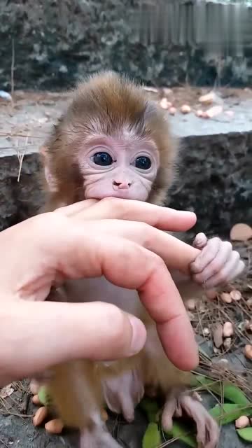 这个小猴子火了,1个月大的猴宝宝啃手指头,怎么可以那么可爱!