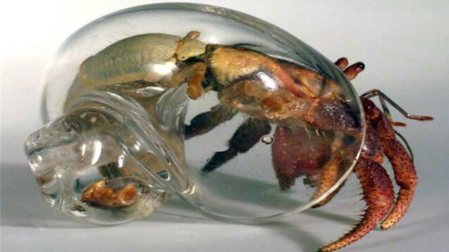 没壳的寄居蟹,居然用玻璃瓶代替,真是太逗了!
