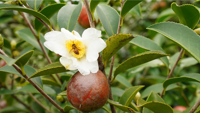 玉屏油茶,花果同期