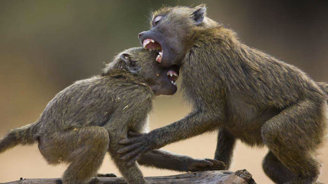 狒狒打群架,首领对逃跑的雌狒狒,做最严厉的惩罚