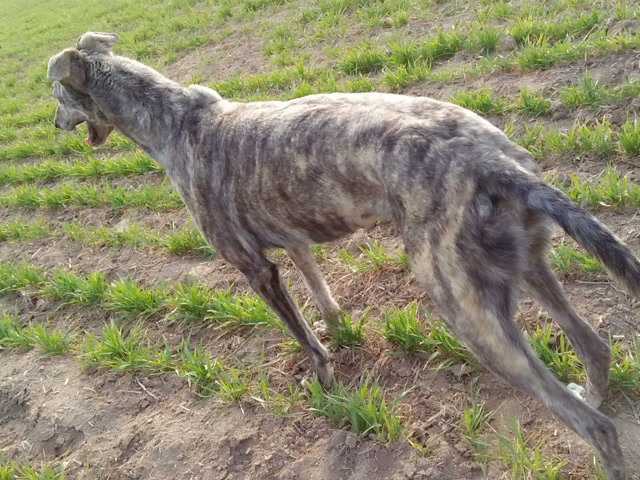 犬中赤兔,跑得最快的猎狗灵缇犬,先让兔子先跑100米