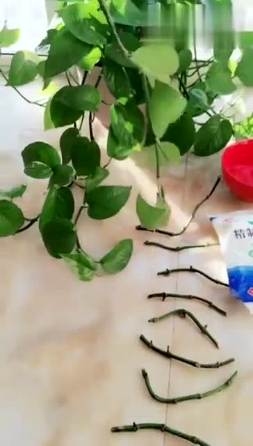 水培绿萝剪下来的时候要先这样做