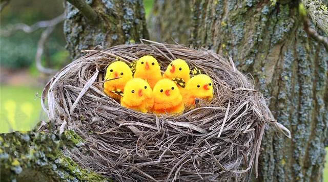 鸟窝里的小鸟不会飞,遇到大暴雨会怎样呢?看完恍然大悟