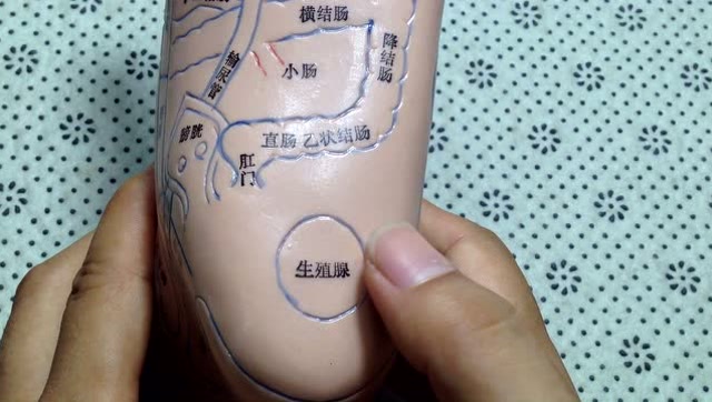 101嘴巴长痘是内分比失调按摩脚后生殖腺反射区可缓解症状