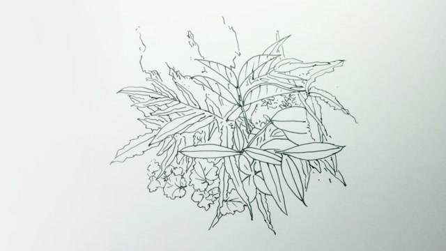 钢笔画速写,一丛杂草写生!