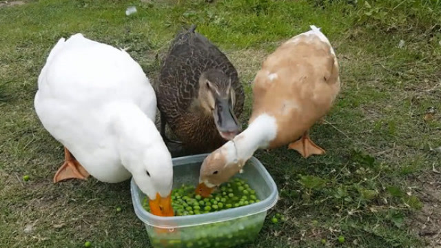 想要鸭子多下蛋并不难,教你几个土方法,又肥又壮,产蛋量高