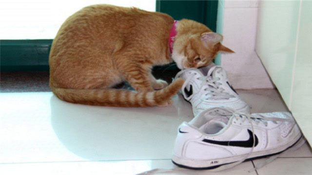 这只猫咪有问爱闻臭鞋的怪癖,看主人回家脱鞋居然是这个反应