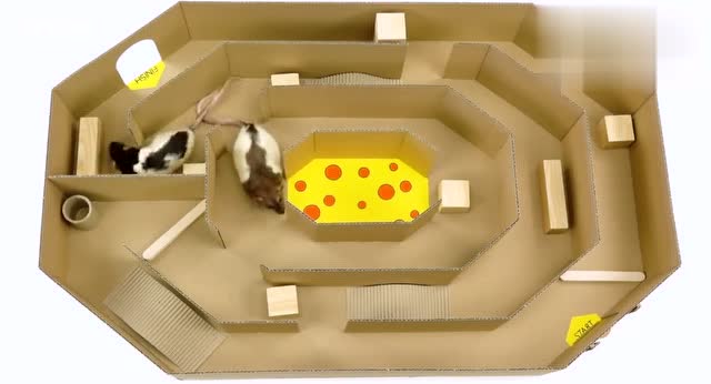 牛人用纸板为2只仓鼠制作8角形迷宫,迷宫不复杂,它们走得出吗?
