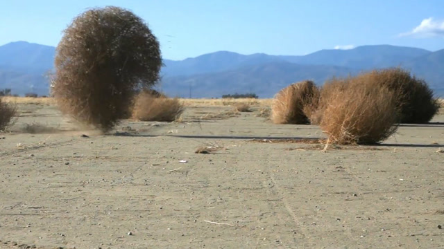 植物界中少见的"旅行者",探索戈壁中的风滚草随风翻滚的秘密