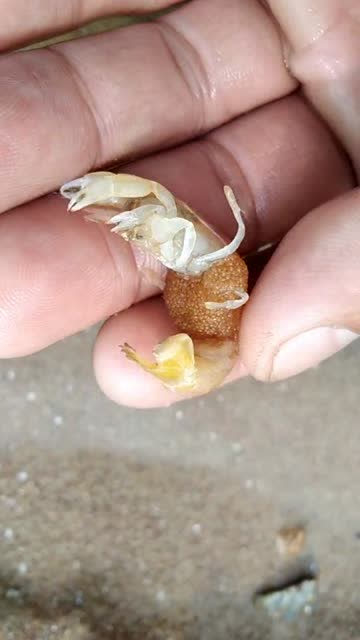 老哥赶海时遇见个怀了宝宝的皮皮虾,这小肚子圆的,太可爱了