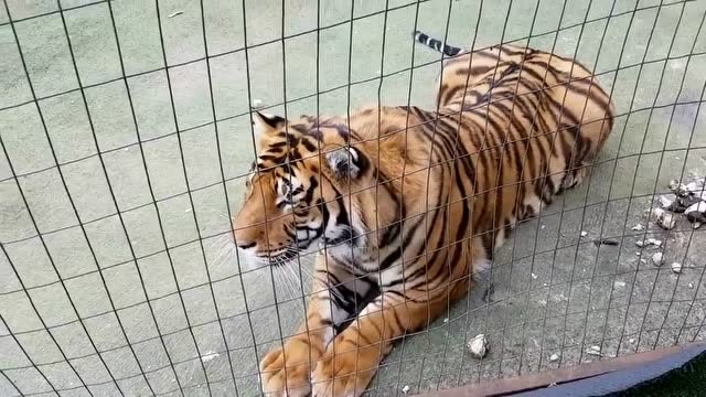 萌虎 大橘猫看到陌生人会有什么反应