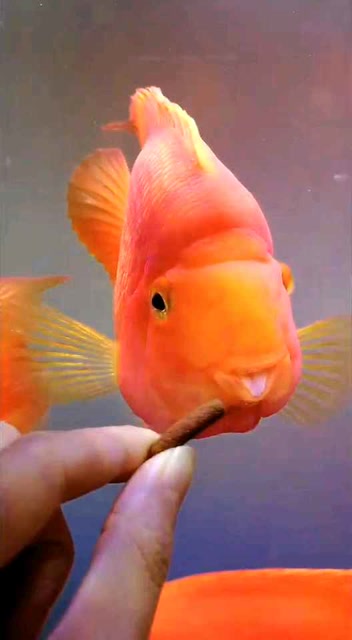 鲤鱼嘴巴好性感有没有