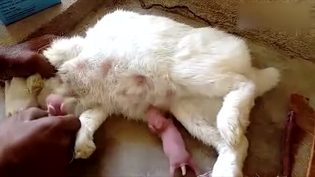 小兔子喝奶,这些刚出生的小兔子和小老鼠长得好像