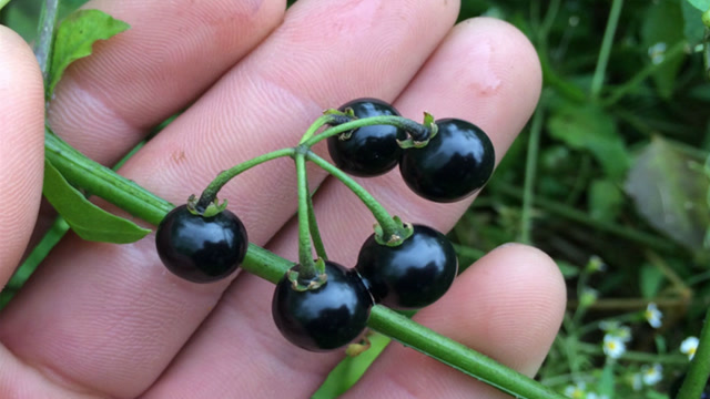 农村这种叫黑天天的果子到底有什么神奇功效看完发现背后商机
