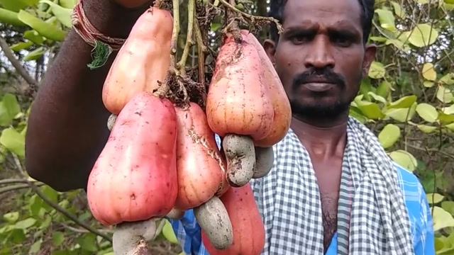 印度小哥采摘腰果果腹,这要没说是腰果,我都以为是莲雾了