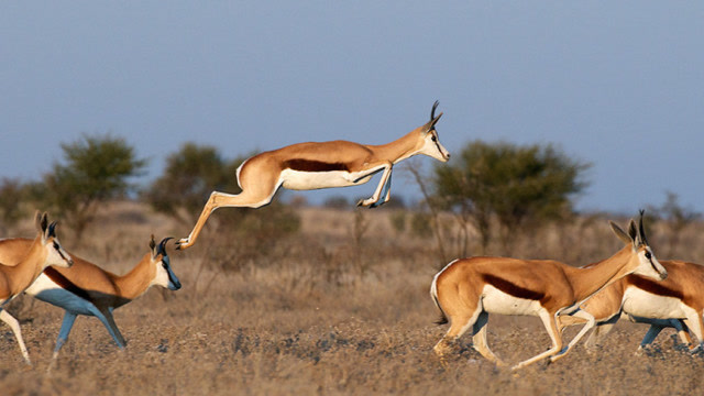 一只羚羊开心跳跃,不料下一幕却是这样,镜头实拍全程
